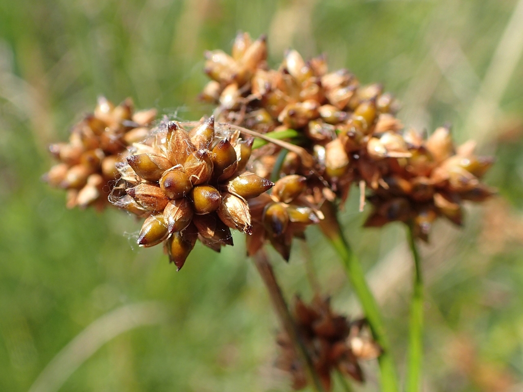 Seedheads