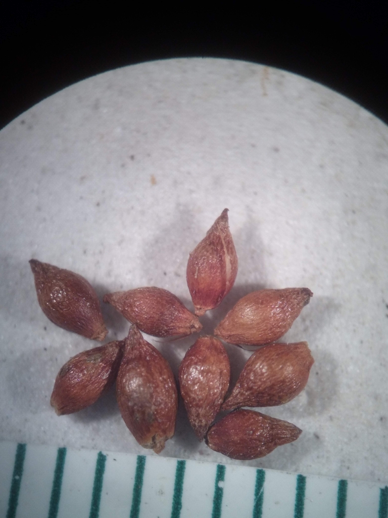 Oval brownish achenes