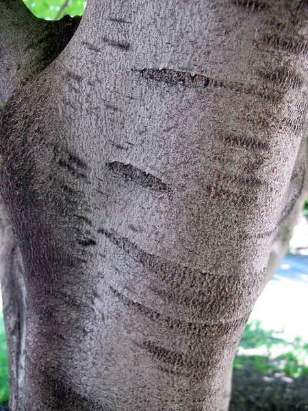 Smooth silver bark