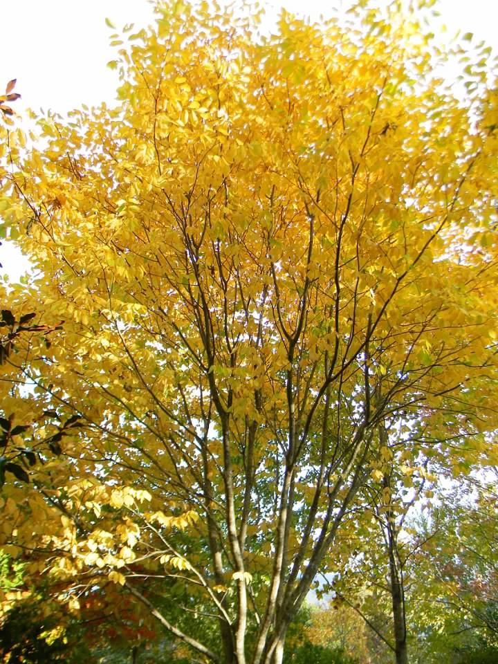 Form - Fall - Buncombe Co, NC