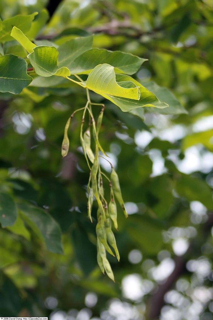 Immature fruits (bean pods)