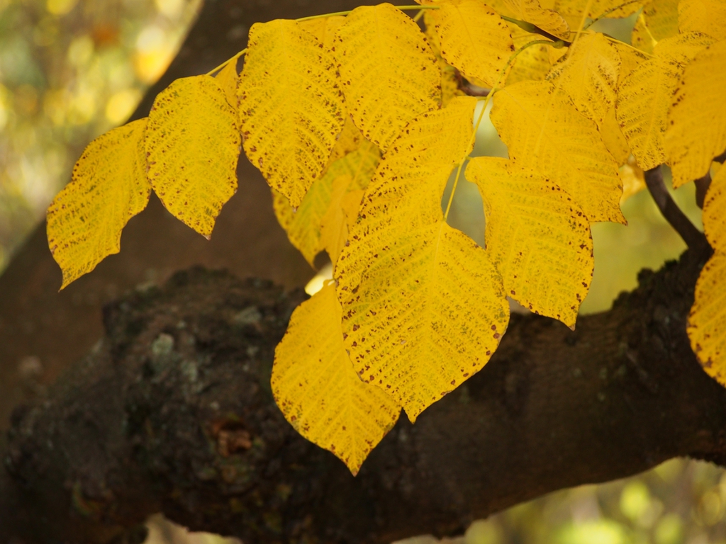 Yellow fall leaf color