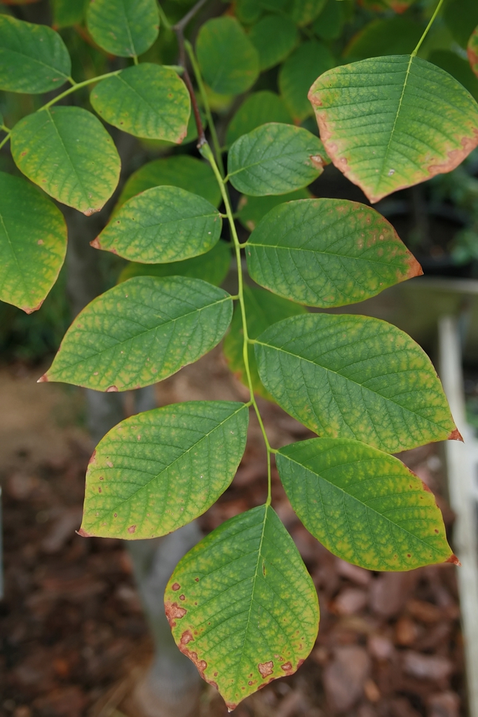 leaves