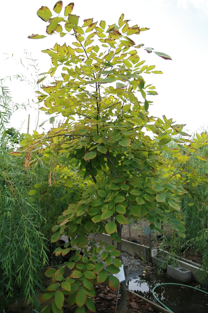 leaves, form and trunk
