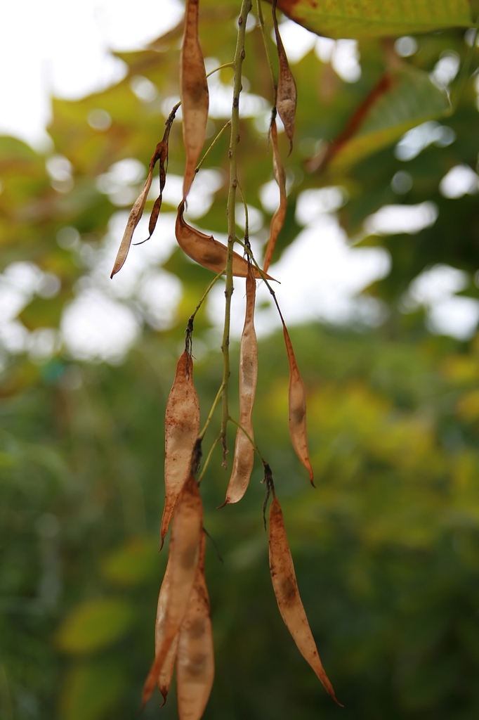 Mature fruits (bean pods)