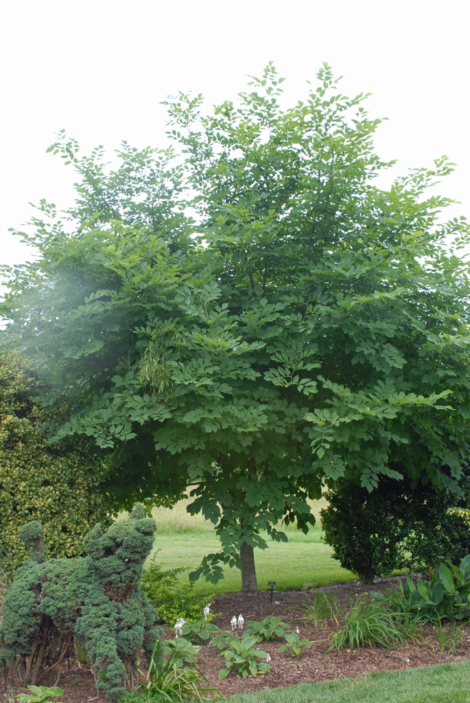 Cladrastis lutea