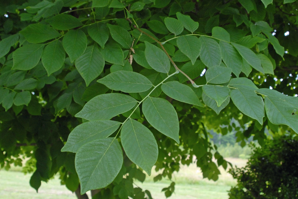 Cladrastis lutea