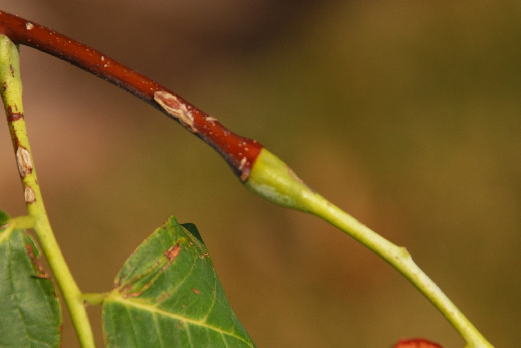 Swollen pulvinus at the base of the petiole.