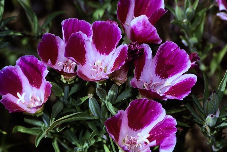 Pink flwoers with 4-petals. Each petal has a dark pink spot.