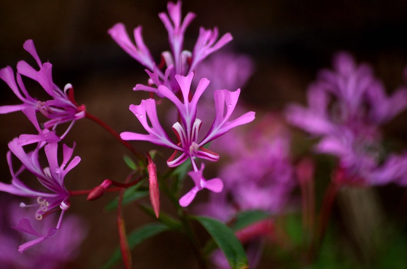 Pink flowers with 4 deeply lobed petals.