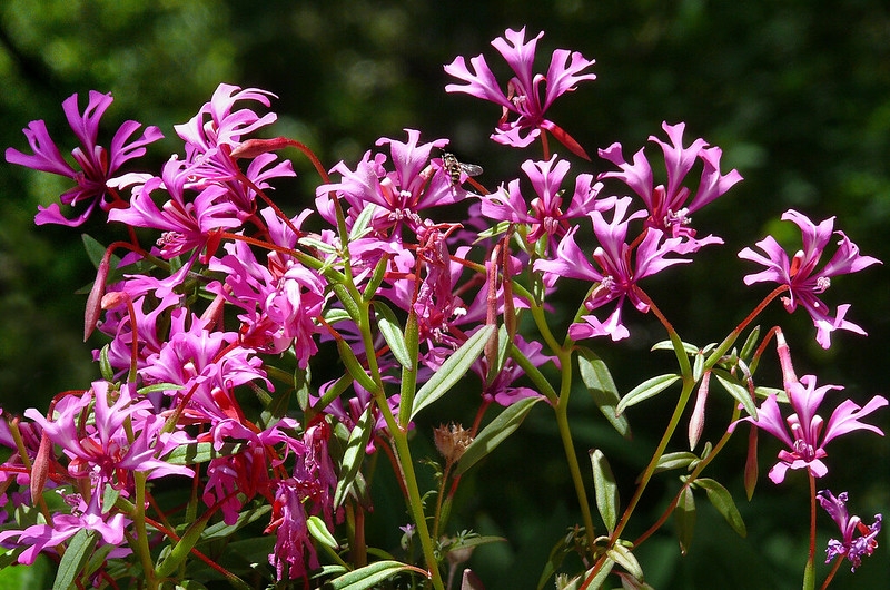 Pink flowers with 4 deeply lobed petals.