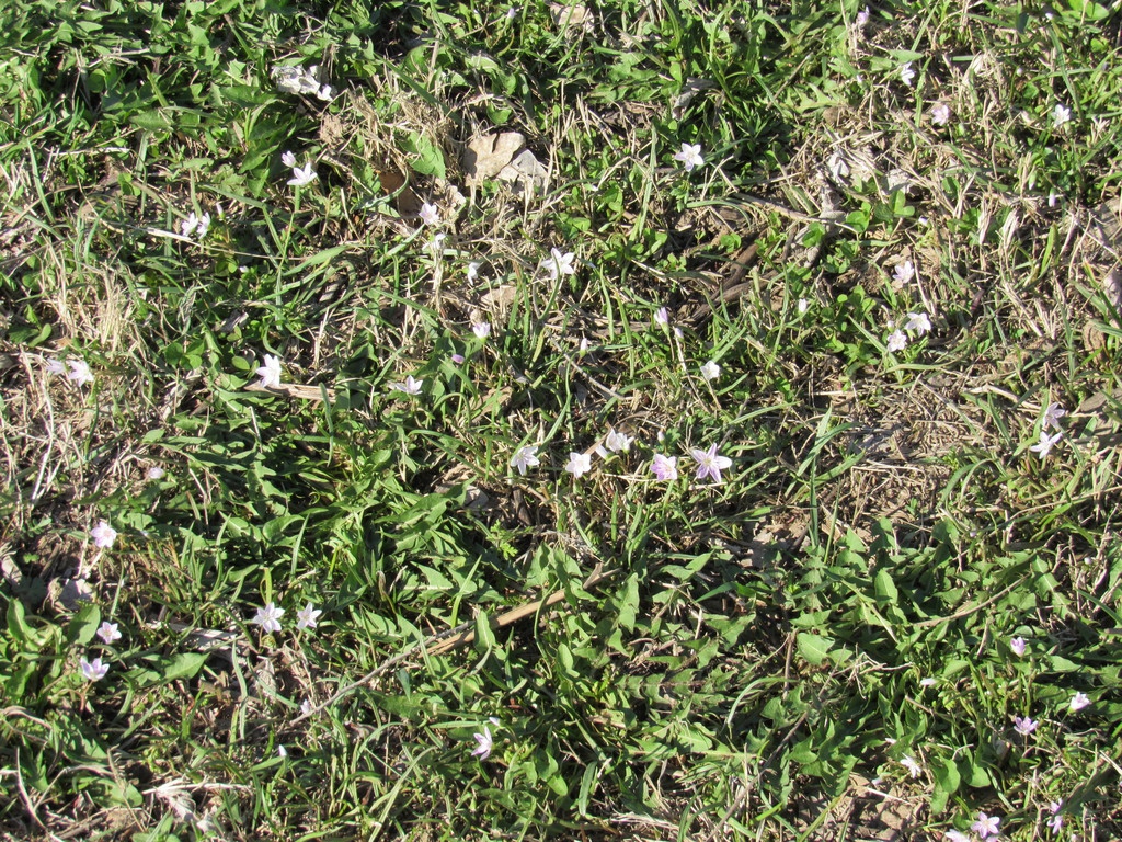 Naturalized