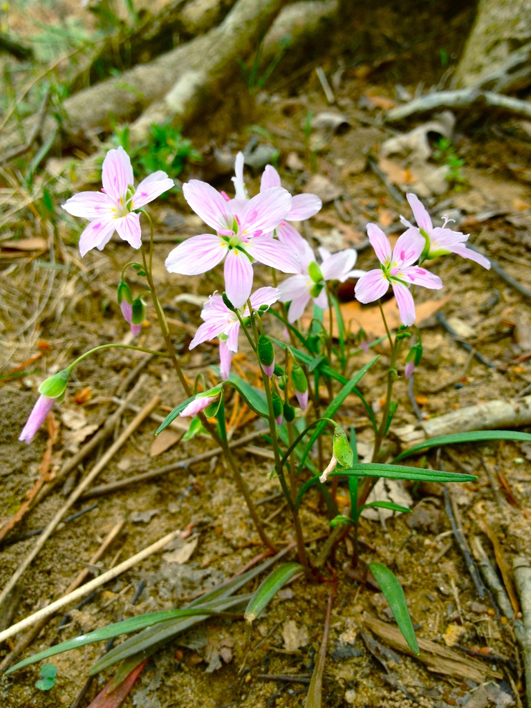 Form