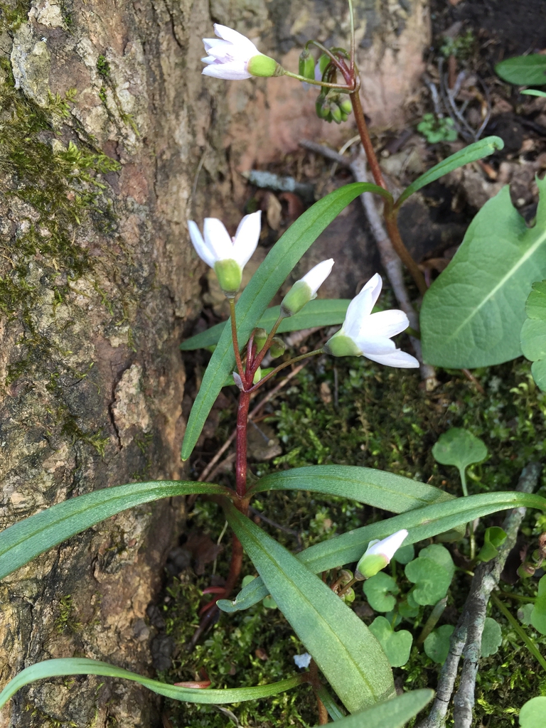 Leaves and stem