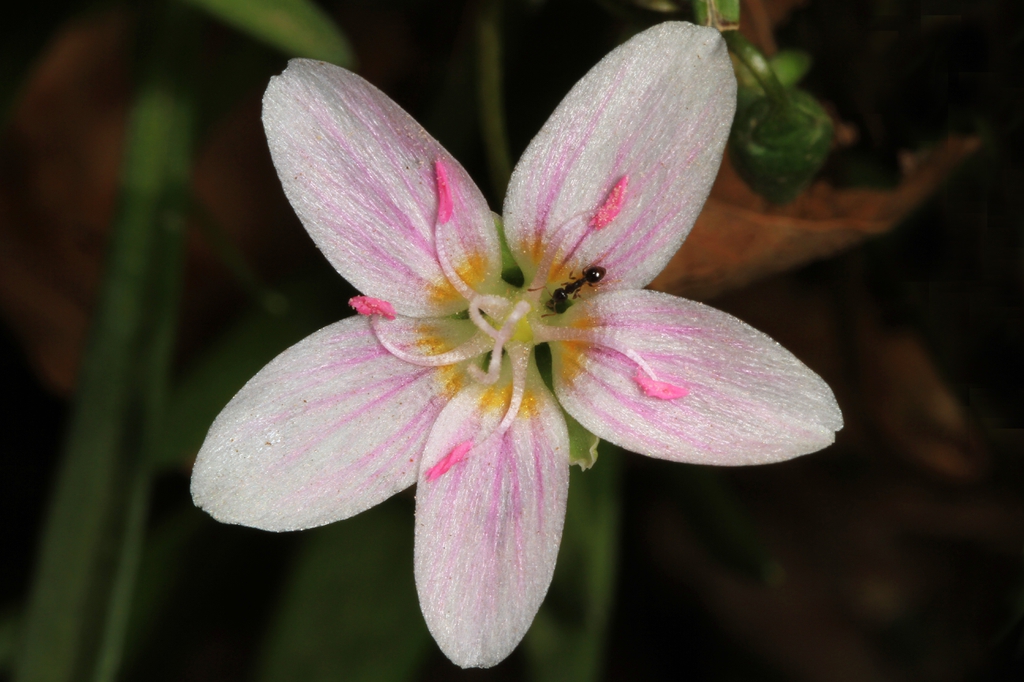 Flower detail