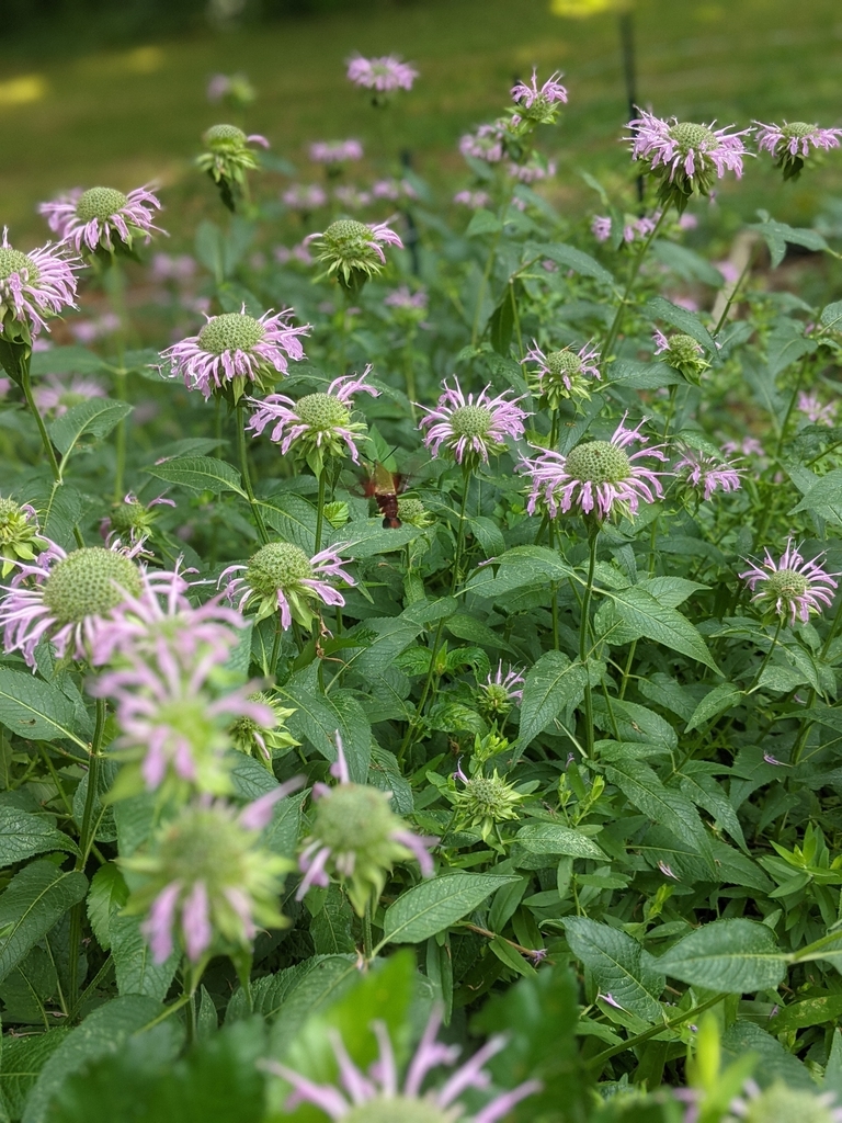 Moth visiting plants with clusters of pink flowers.