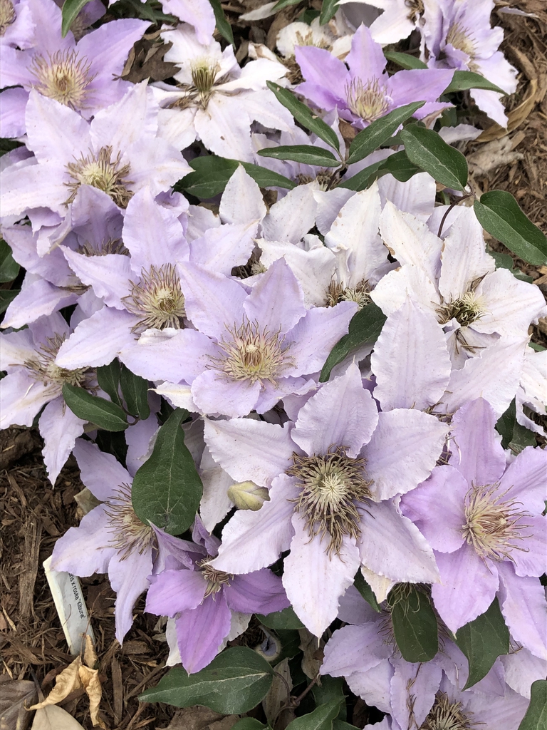 Clematis