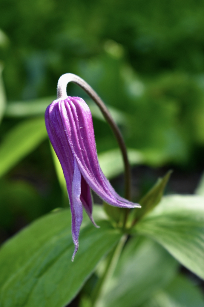 Flower - April 22 - Wake Co., NC