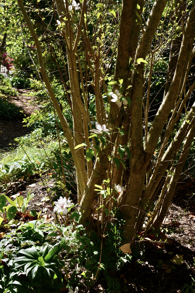 Matka Urszula Ledochowska - Form- April 22 - Wake Co., NC