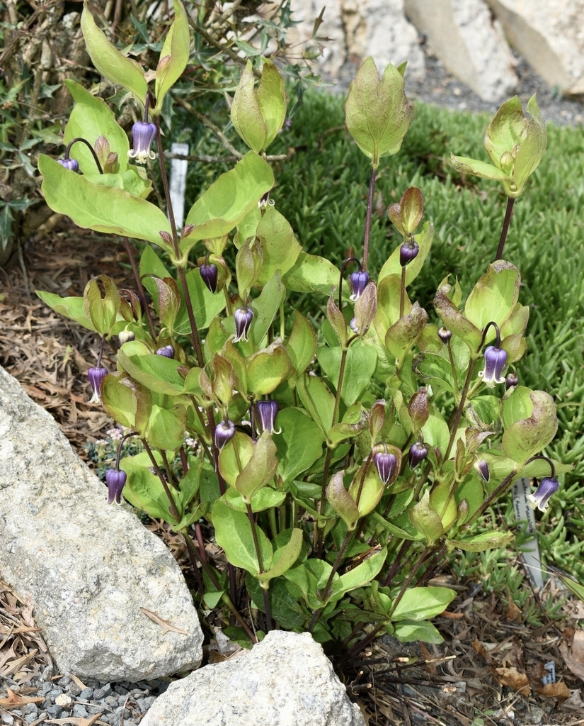 Non vining plant with bell-shaped purple flowers