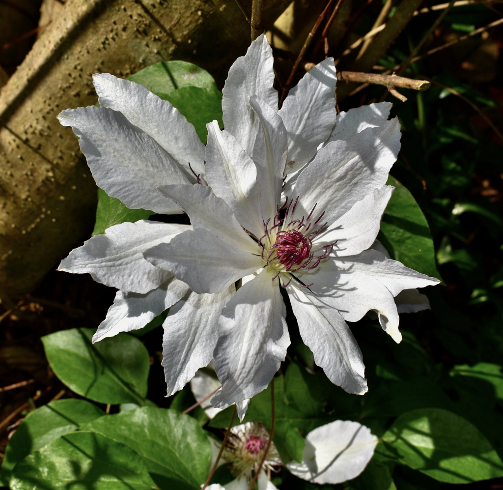 Matka Urszula Ledochowska - Flower - April 22 - Wake Co., NC