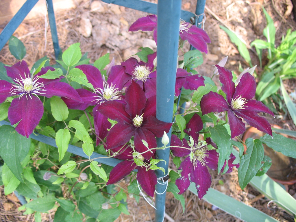 flower, Charlotte NC