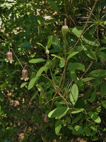Clematis crispa