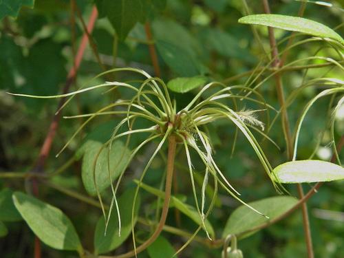 Clematis crispa