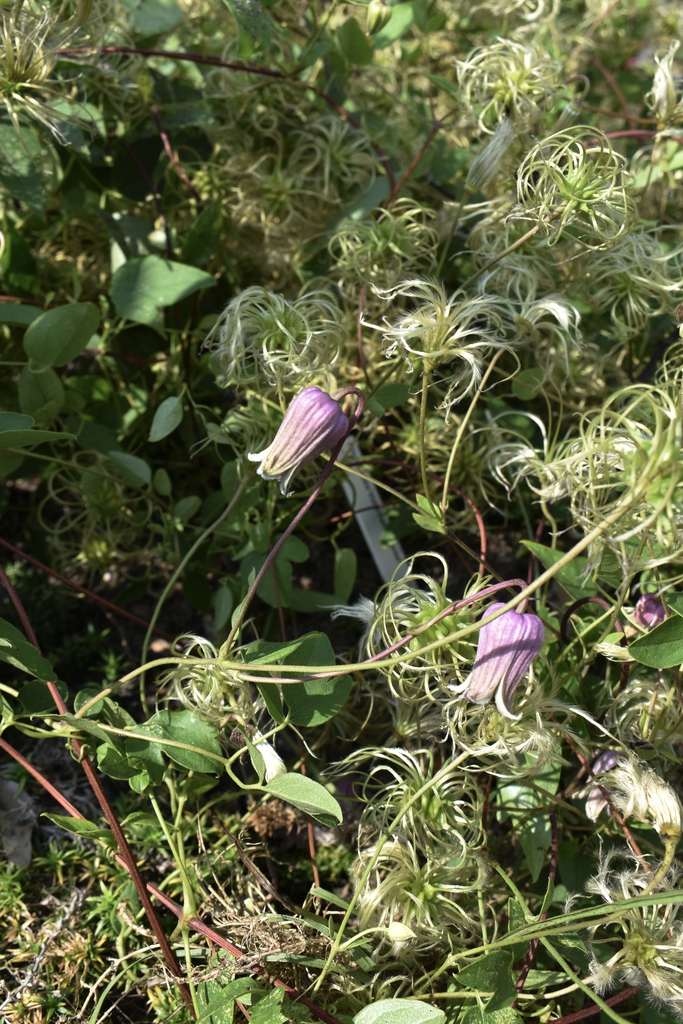 Seed Head & Flowers - Aug. 12, Wake Co., NC