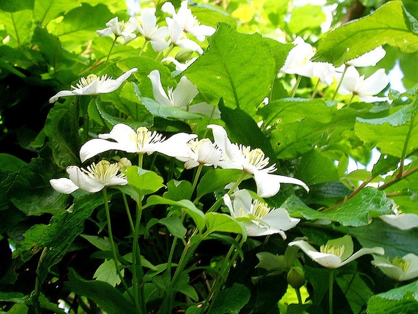 Clematis montana 'Alba'