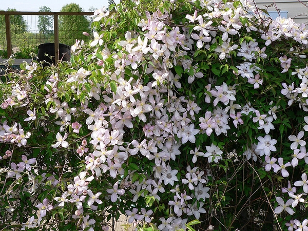 Clematis montana 'Elizabeth'