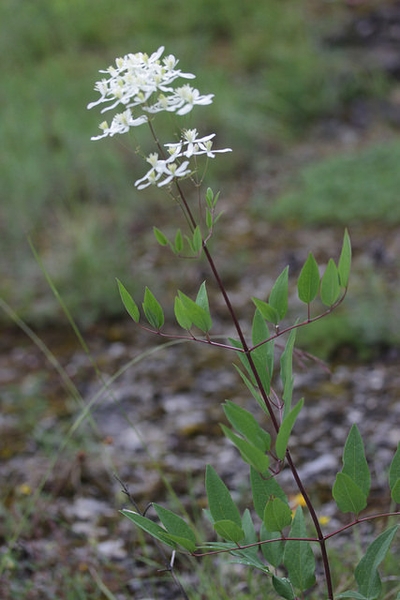 Clematis recta