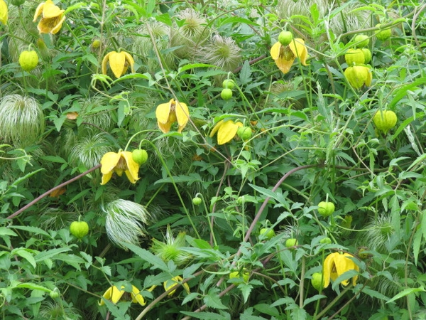 Clematis tangutica