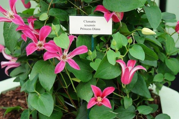 Clematis texensis