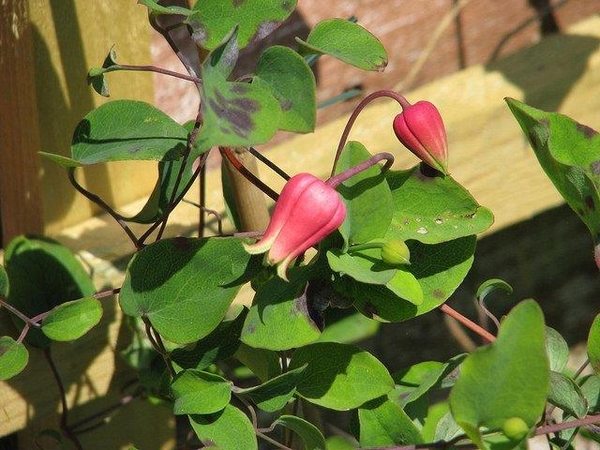 Clematis texensis