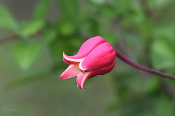 Clematis texensis
