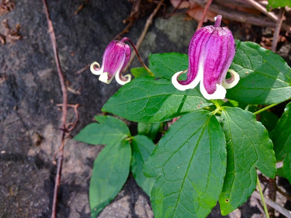 Clematis viorna