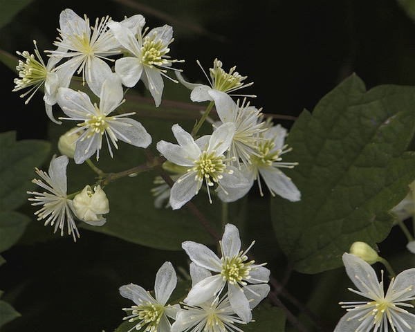 White four petaled flowers