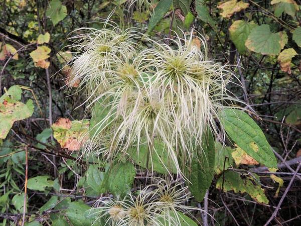 Fruits