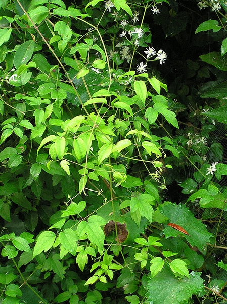 Form