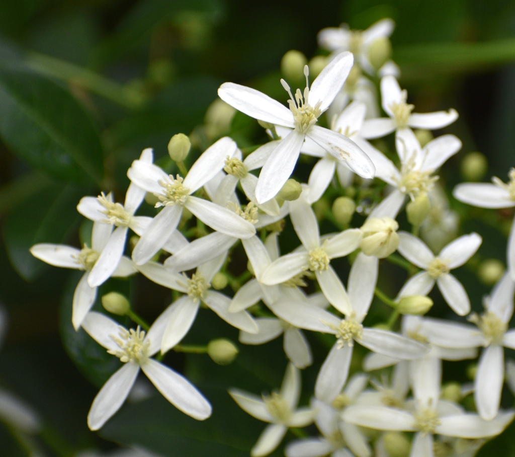 clusters of white flowers.