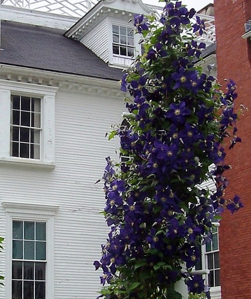 Clematis x jackmanii