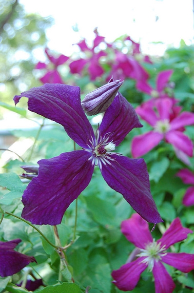 Clematis x jackmanii