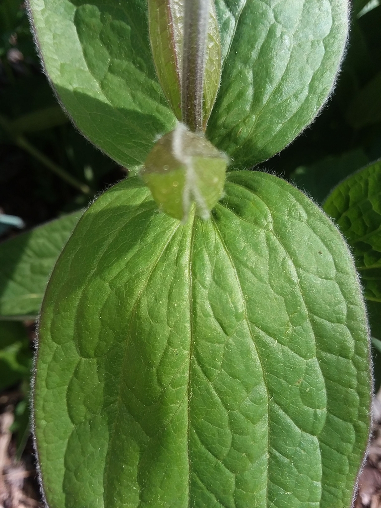 Leaf Margin - April 15 -Wake Co., NC