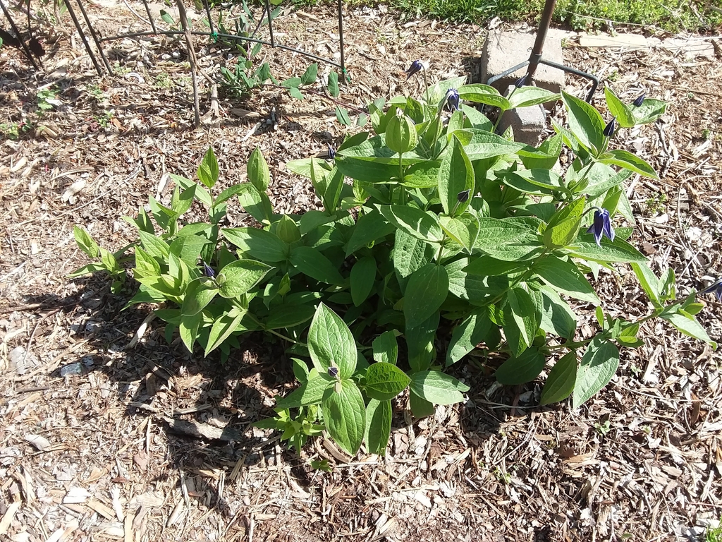 Form - April 15 -Wake Co., NC