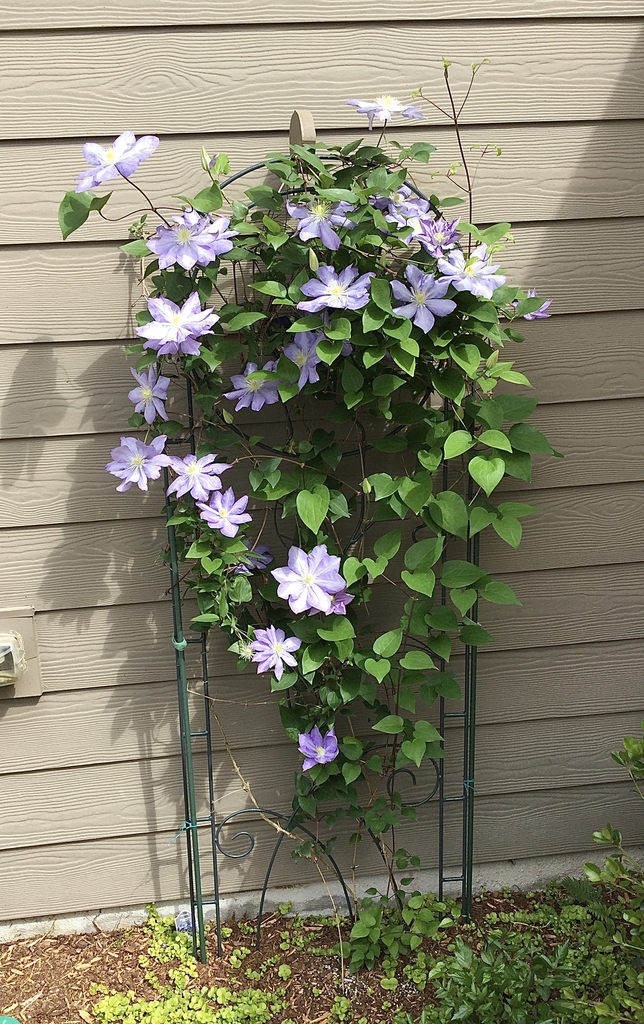 Clematis