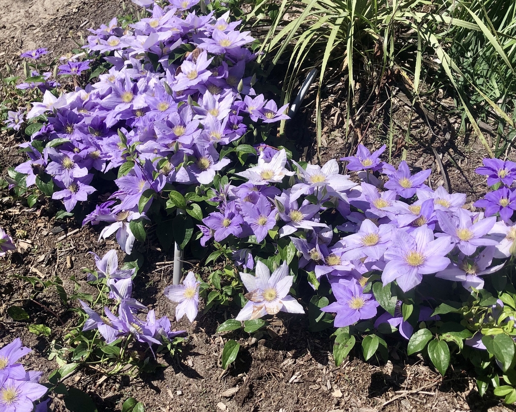 'Cezanne' Form - May 11 - Wake Co., NC