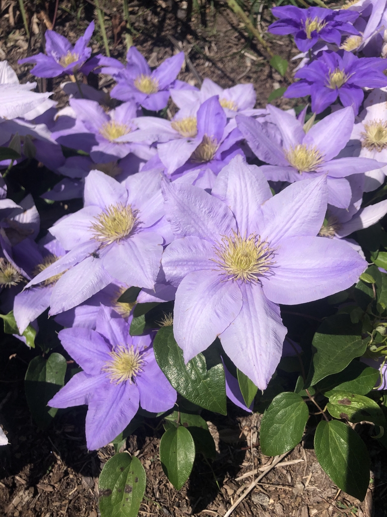 'Cezanne' Flowers - May 11 - Wake Co., NC