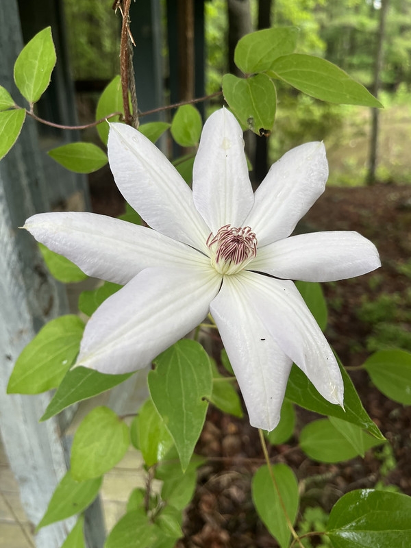 Large white flower.