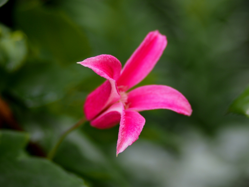 Flower and leaves